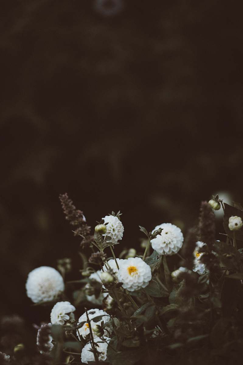 south harting white petaled cluster flowers united kingdom